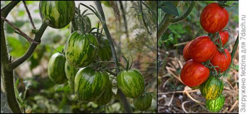 Томат Де Барао оранжевый. Де Барао оранжевый, или Золотые яйца в моей коллекции томатов