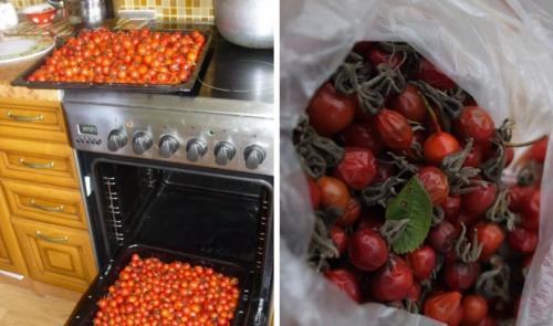 Как сушить шиповник на свежем воздухе. Как сушить шиповник