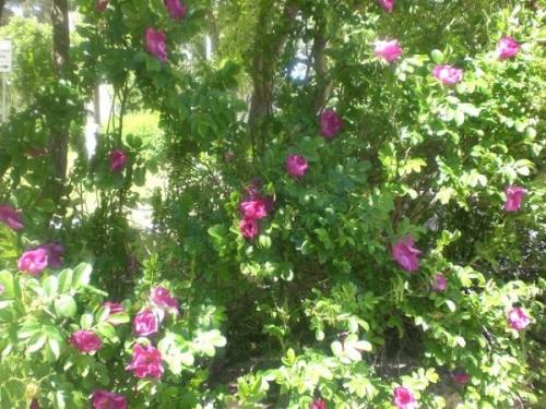 При какой температуре сушить шиповник в духовке. Оптимальные условия сушки и хранения шиповника 05