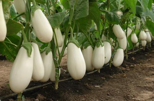 Баклажан Ажур F1. Сорта баклажан без семян внутри