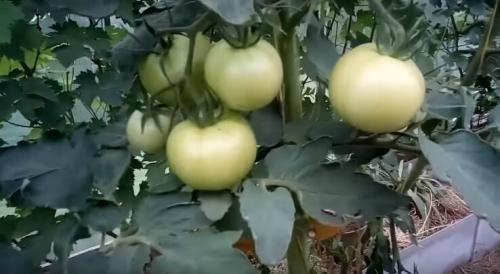 Помидоры для открытого грунта устойчивые к фитофторе. Устойчивые к фитофторе томаты, которые я подобрал для посадки на следующий год.