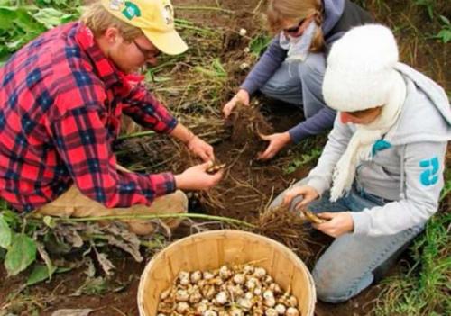 Как хранить топинамбур. Как сохранить топинамбур свежим на всю зиму в домашних условиях