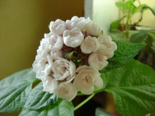 Клеродендрум инерме вариегатный. Характеристики экзотического гостя 20 Клеродендрум инерме вариегатный. Характеристики экзотического гостя 20