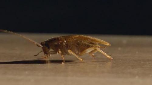 Как распространяются тараканы. 13 фактов о тараканах, знание которых упростит вашу борьбу с ними