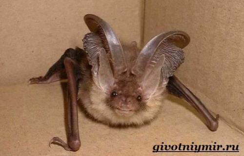 Летучие мыши где живут. Особенности и среда обитания летучей мыши