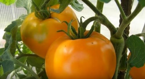 Помидоры для открытого грунта устойчивые к фитофторе. Устойчивые к фитофторе томаты, которые я подобрал для посадки на следующий год.