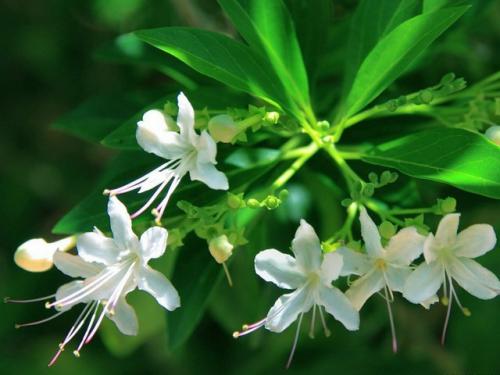 Клеродендрум инерме вариегатный. Характеристики экзотического гостя