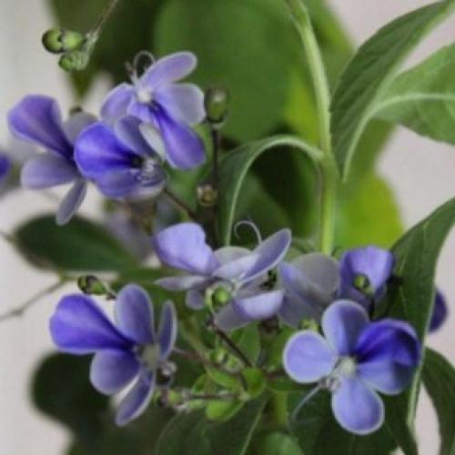 Клеродендрум инерме вариегатный. Характеристики экзотического гостя 11 Клеродендрум инерме вариегатный. Характеристики экзотического гостя 11