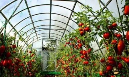 Как правильно посадить помидоры в теплице из поликарбоната. Подготовка семян к высаживанию 07