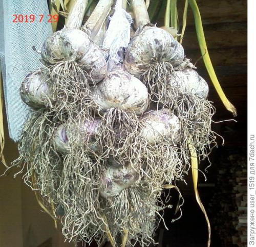 Как хранить чеснок форум. Комментарии к записи (стр. 1)