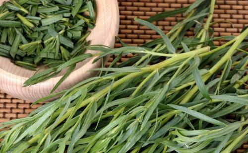 Тархун применение в медицине. Эстрагон (Тархун) трава: полезные свойства и противопоказания