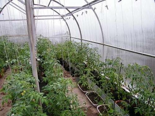 Как правильно посадить помидоры в теплице из поликарбоната. Подготовка семян к высаживанию 09