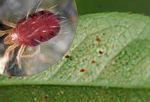 Водка от паутинного клеща. 