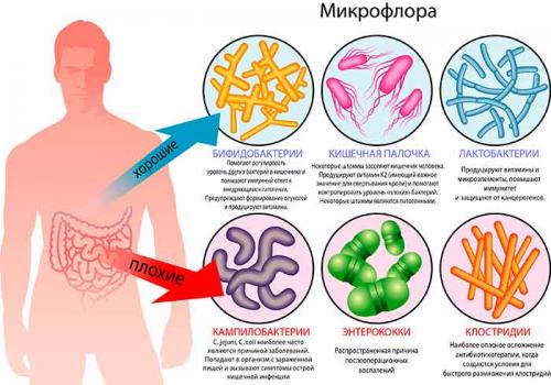 Польза стеблей петрушки. Полезные свойства петрушки