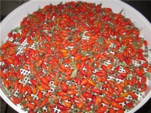 Сушить боярышник в духовке. Заготавливаем боярышник по правилам: сушка, хранение 06