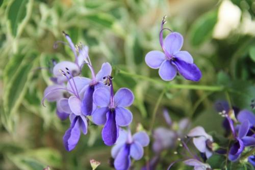 Клеродендрум инерме вариегатный. Характеристики экзотического гостя 14 Клеродендрум инерме вариегатный. Характеристики экзотического гостя 14