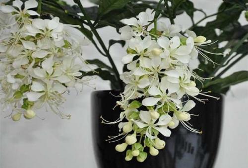 Клеродендрум уоллича. Достоинства клеродендрумов