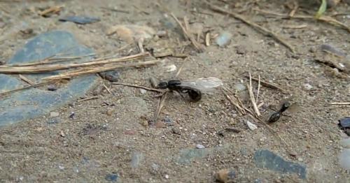 Как вырастить матку муравья. Лайфхак для мирмикипера #1: Как когда и где поймать муравьиную матку (королеву)?