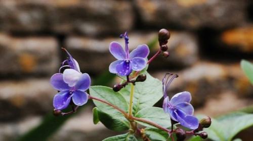 Клеродендрум угандийский: описание, правила ухода и размножения