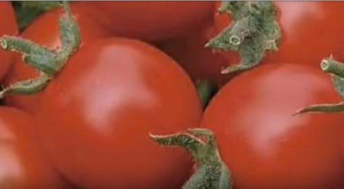 Помидоры для открытого грунта устойчивые к фитофторе. Устойчивые к фитофторе томаты, которые я подобрал для посадки на следующий год.