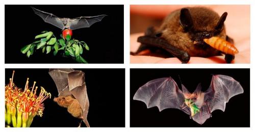Чем питаются летучие мыши. Что едят летучие мыши в природных и домашних условиях?