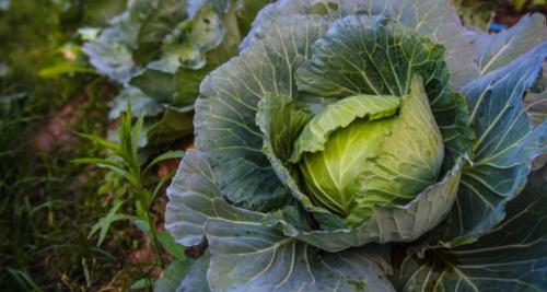 Время уборки капусты. Сроки уборки капусты в Сибири