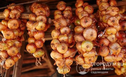 При какой температуре хранить репчатый лук. Способы и места хранения