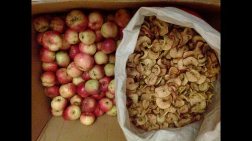 Как сушить яблоки в электродуховке. Сушим яблоки в духовке