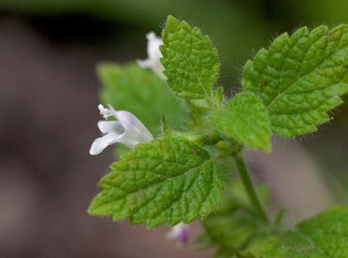 Эфирные масла против блох. Как эфирное масло помогает от блох