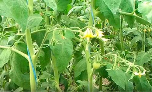 Семена Де Барао. Помидоры “Де Барао” – сорт томатов, который не подведет