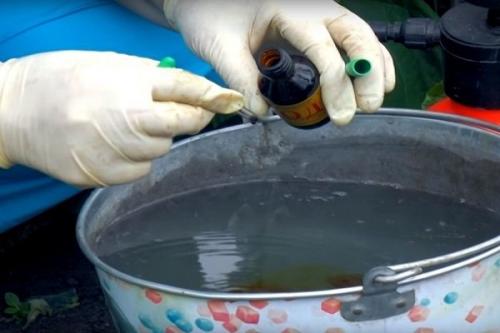 Применение йода в саду и огороде. 5 способов использования йода в огороде