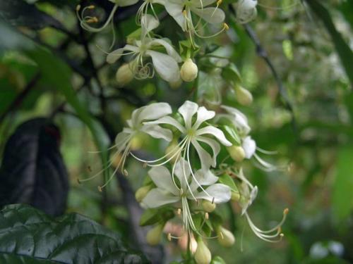 Клеродендрум инерме вариегатный. Характеристики экзотического гостя