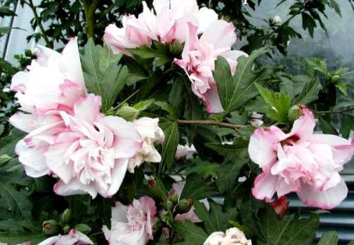 Гибискус сирийский махровый Дюк де брабант. Популярные сорта гибискуса сирийского с фото