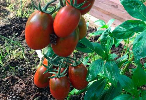 Семена Де Барао. Помидоры “Де Барао” – сорт томатов, который не подведет