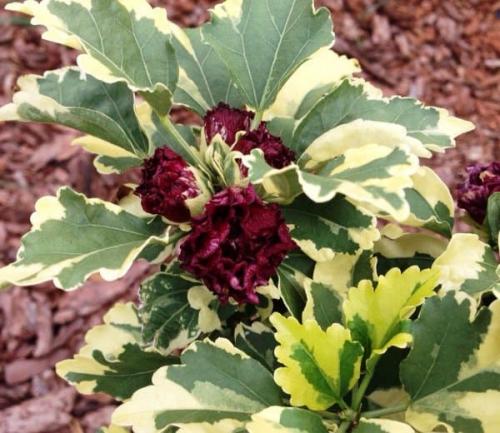 Гибискус сирийский махровый Дюк де брабант. Популярные сорта гибискуса сирийского с фото