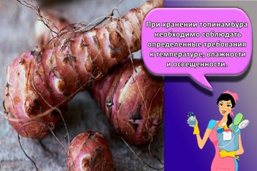 Когда выкапывать топинамбур на зиму. Как зимой хранить топинамбур в домашних условиях, правила и лучшие способы