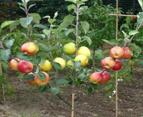 Как сажать яблони в подмосковье осенью. Особенности осенней посадки яблони 03