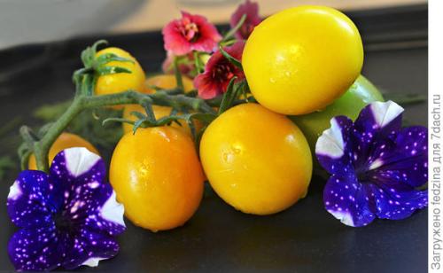 Томат Де Барао оранжевый. Де Барао оранжевый, или Золотые яйца в моей коллекции томатов