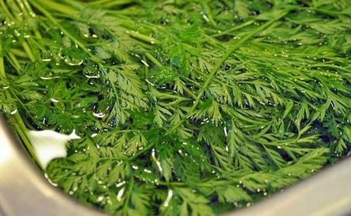 Как обрезать морковь для хранения. Зачем обрезать ботву у моркови и когда это делать