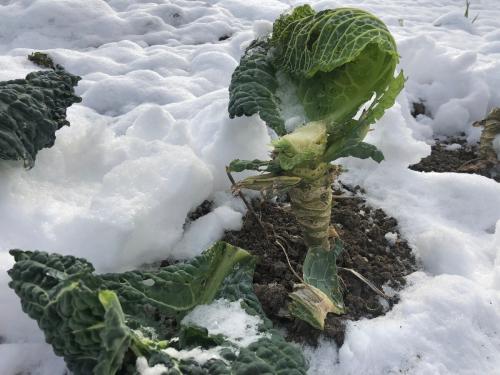 Капуста под снегом. Для чего я оставляю стебли от капусты под снег