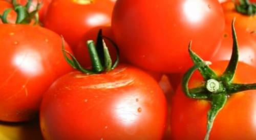 Помидоры для открытого грунта устойчивые к фитофторе. Устойчивые к фитофторе томаты, которые я подобрал для посадки на следующий год.