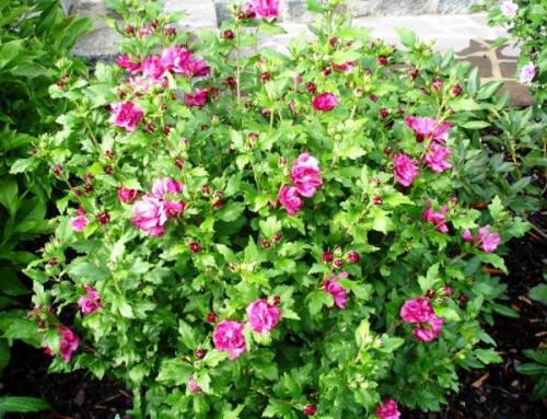 Гибискус сирийский махровый Дюк де брабант. Популярные сорта гибискуса сирийского с фото