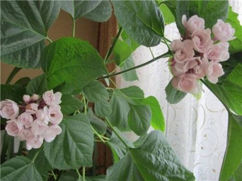 Клеродендрум инерме вариегатный. Характеристики экзотического гостя 18 Клеродендрум инерме вариегатный. Характеристики экзотического гостя 18