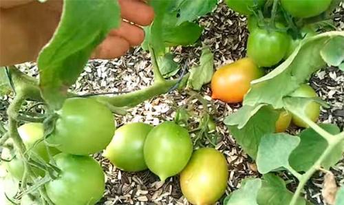 Семена Де Барао. Помидоры “Де Барао” – сорт томатов, который не подведет