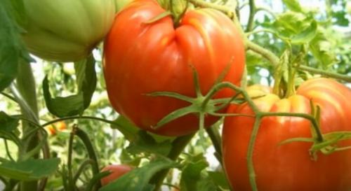 Помидоры для открытого грунта устойчивые к фитофторе. Устойчивые к фитофторе томаты, которые я подобрал для посадки на следующий год.