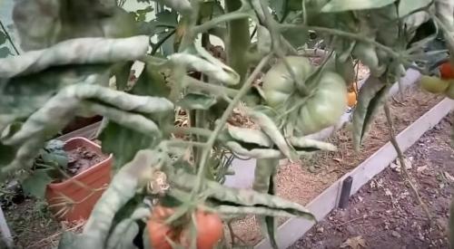 Помидоры для открытого грунта устойчивые к фитофторе. Устойчивые к фитофторе томаты, которые я подобрал для посадки на следующий год.