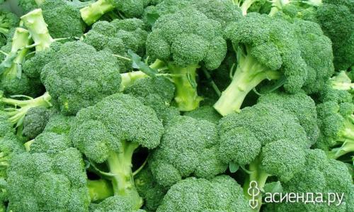 Как хранить брокколи. Как правильно хранить брокколи