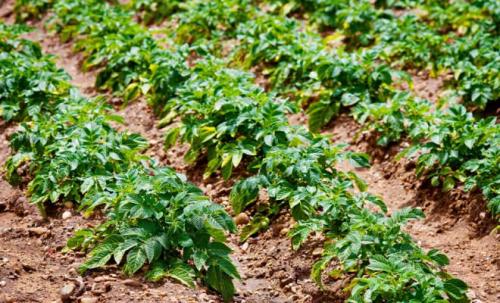 Как сажать картошку сынок. Картофель «Сынок»: характеристика и правила выращивания