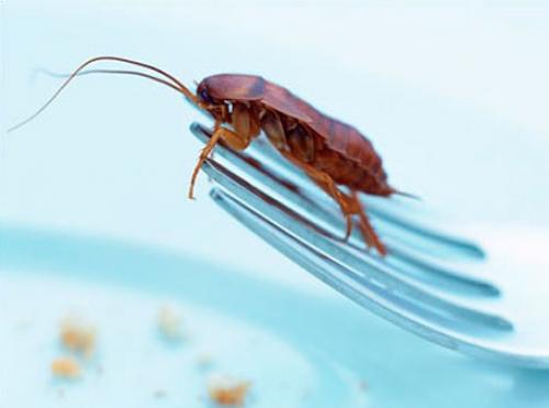 Что переносят тараканы. Чем опасны тараканы для человека: какие болезни они переносят?