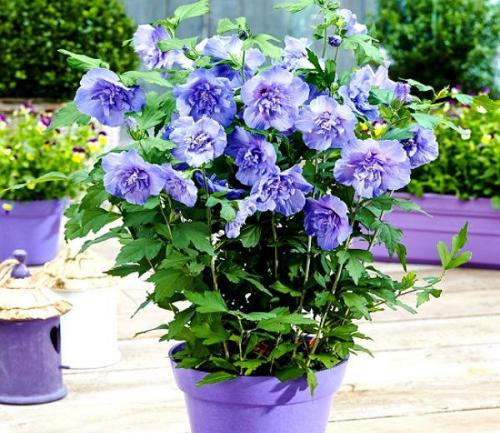 Гибискус сирийский махровый Дюк де брабант. Популярные сорта гибискуса сирийского с фото